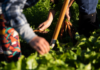 agricultura familiar, pessoas mexendo na terra, plantando, colhendo cenoura