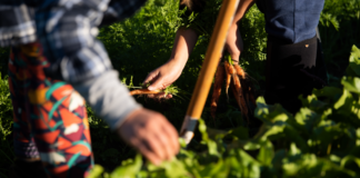 agricultura familiar, pessoas mexendo na terra, plantando, colhendo cenoura