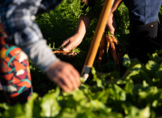 agricultura familiar, pessoas mexendo na terra, plantando, colhendo cenoura