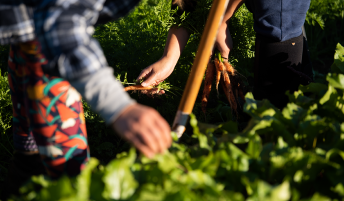 agricultura familiar, pessoas mexendo na terra, plantando, colhendo cenoura